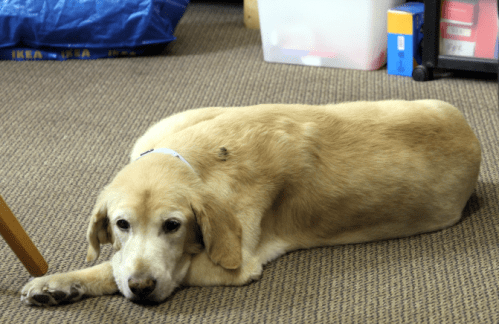 Maggie Photo by Bill Knight